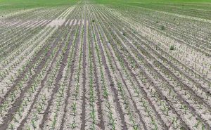 Cadman Manure Application 2